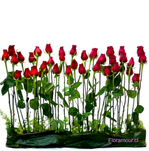 Arreglo de rosas en paralelo simple. Estilo jardín. 40 rosas de primera seleccin.(Disponible slo dentro de Santiago de Chile) Si desea cambiar de color de rosas, por favor consulte disponibilidad para esta promocin. (56-2) 2341793 (24 hrs) 